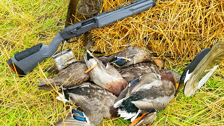 Savage Renegauge shotgun with mallard ducks