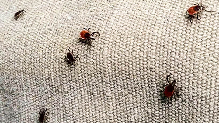 Ticks crawling on fabric