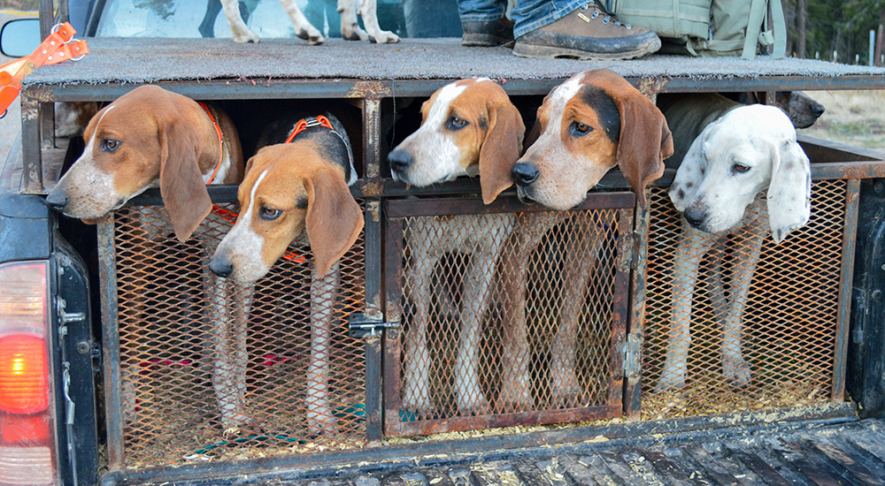 Hounds in kennel in back of pickup truck.