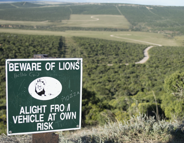 Beware of Lions