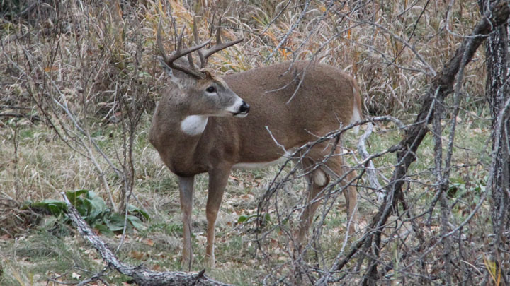 Whitetail buck in thick brush looking over its left shoulder.