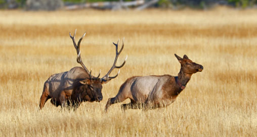 201083017334-pressure-elk_f.jpg