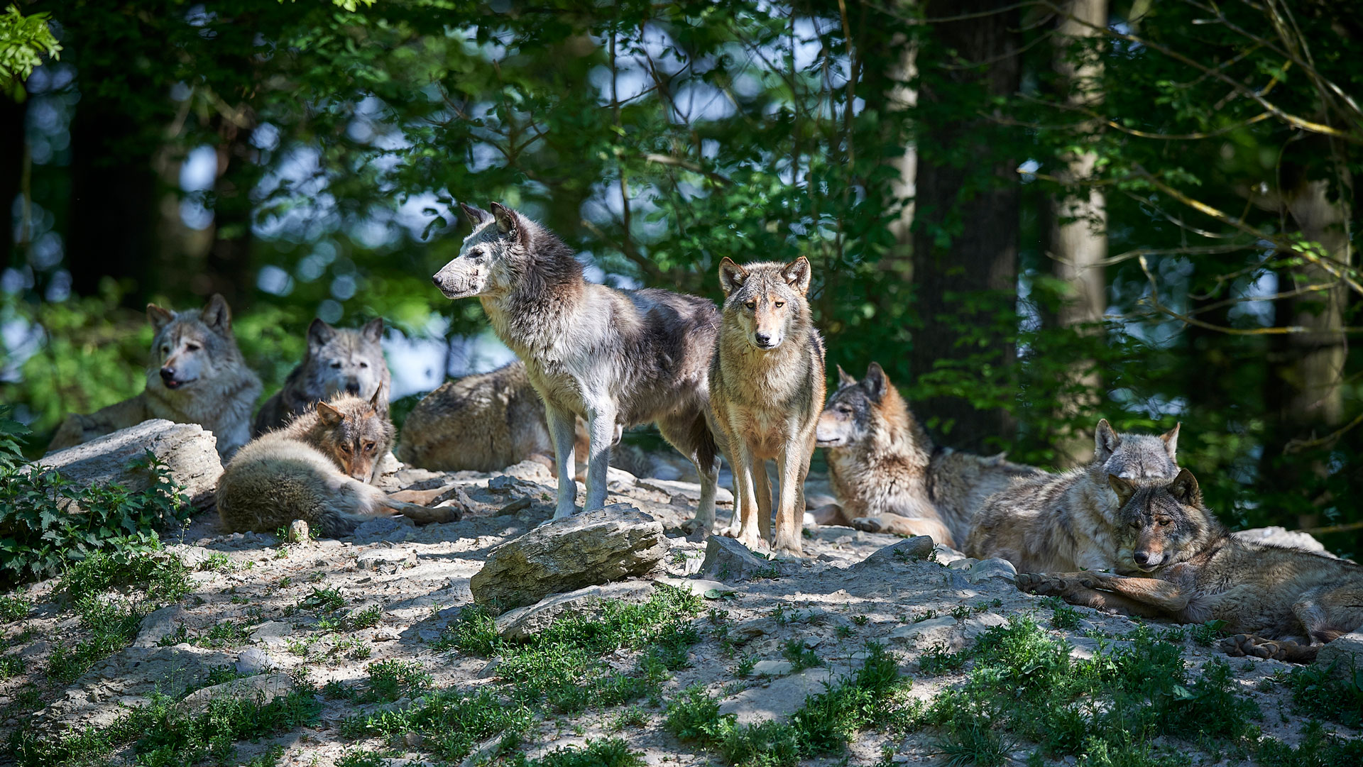 Wolf Pack