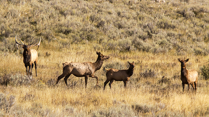 Bull elk with cows during the rut