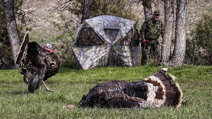 Hunter next to pop up blind where he killed turkey with bow