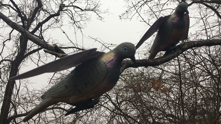 Two decoys roosting on a tree branch