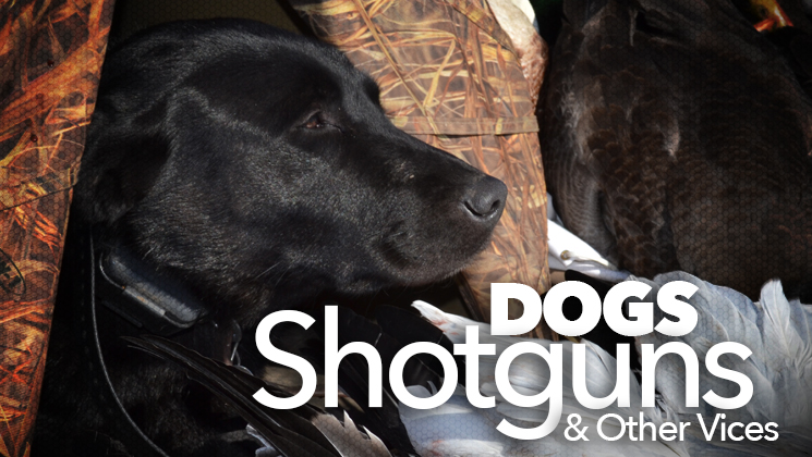 dogs_ah2015_fs.jpg (79)