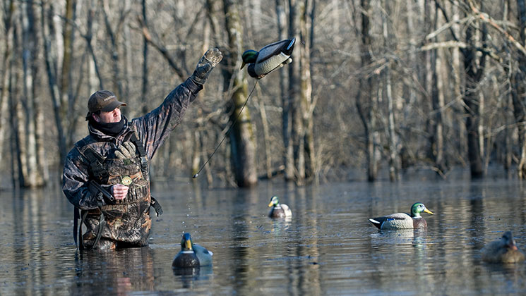 duck_spread_f.jpg