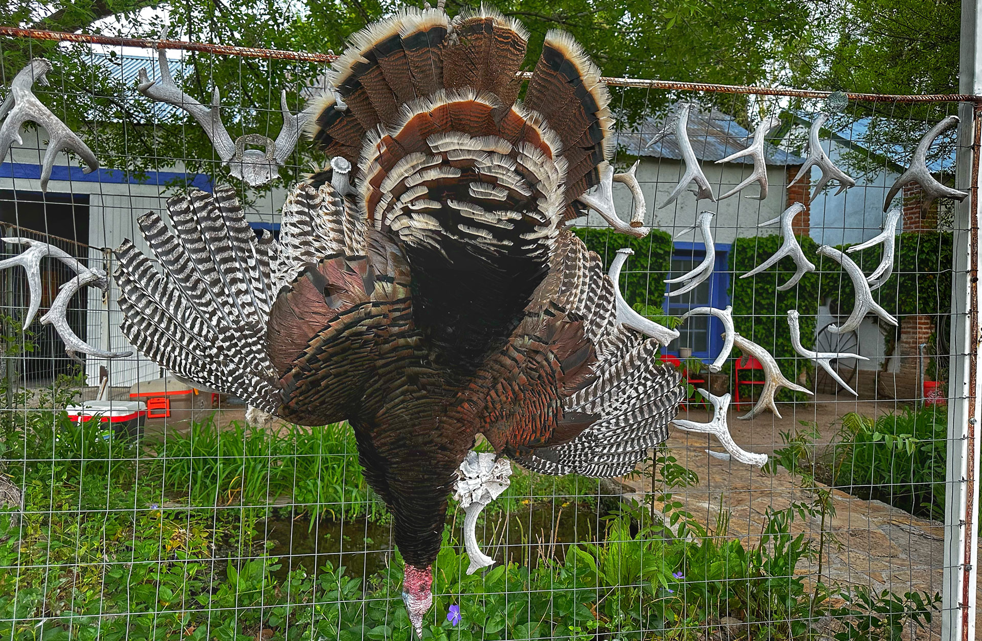 Gould's Turkey hanging on fence