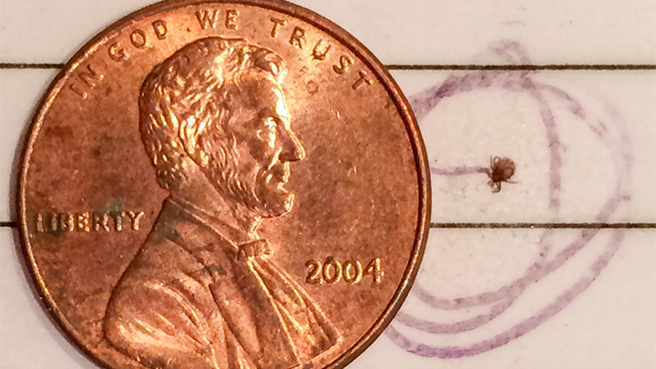 Nymph tick next to penny