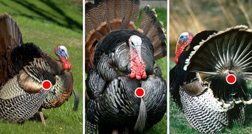 20105414365-3shotturkey_fs.jpg