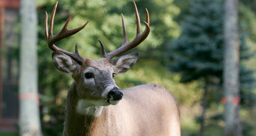 2012125111553-whitetail_decline_f.jpg