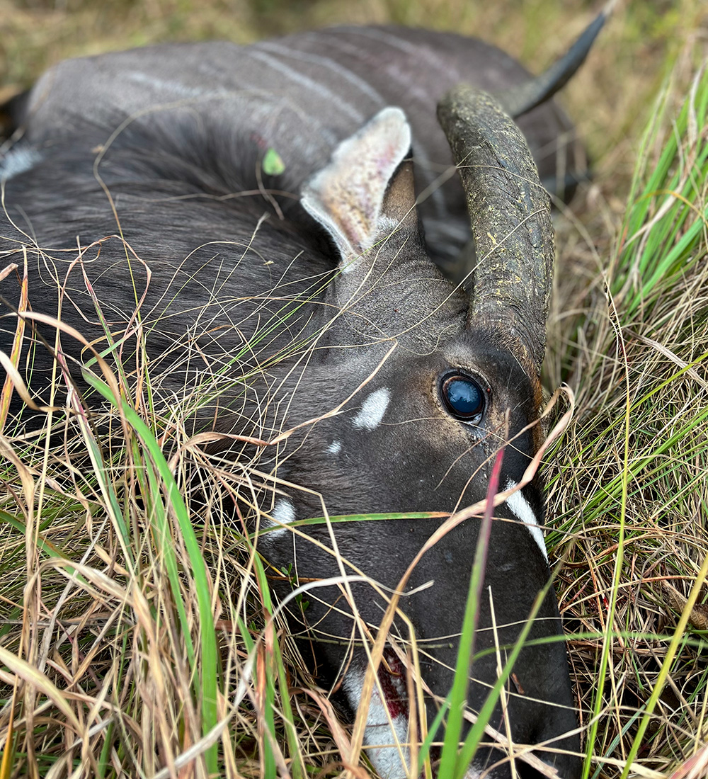 Nyala bull laying on the ground in South Africa with focus on head and left eye.