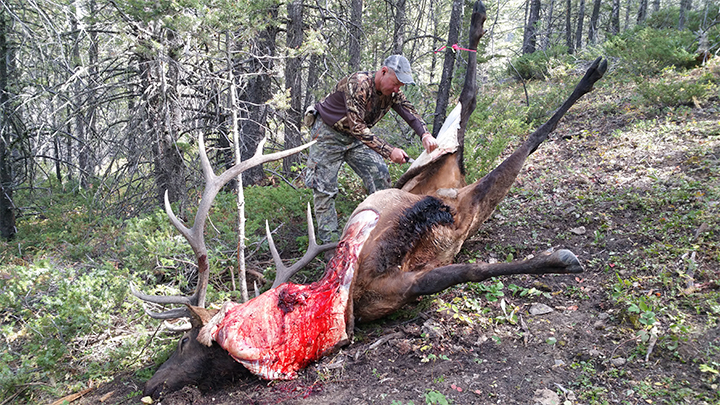 Bull elk being skinned by hunter