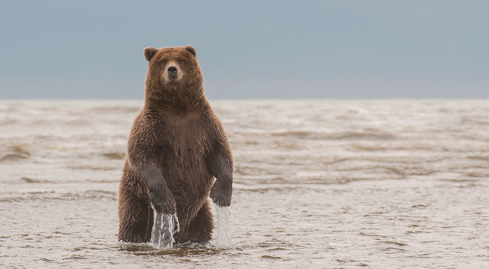Brown Bear Standing in Water