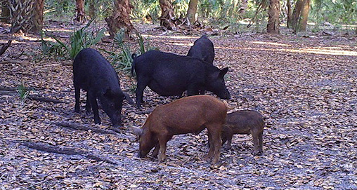 201251195417-going_hog_wild_h.jpg