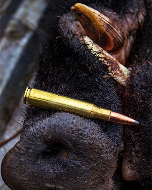 close-up of .275 Rigby ammo