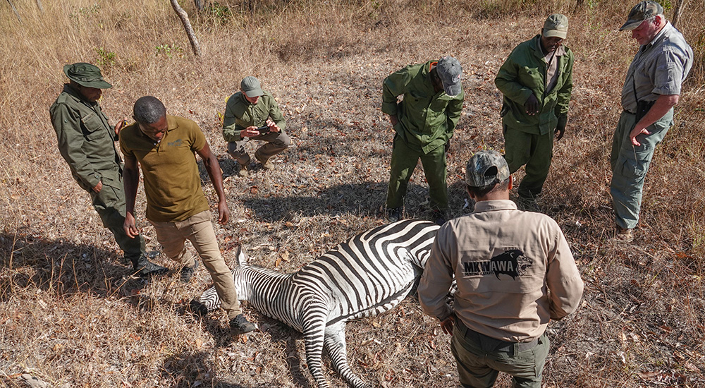 Males investigating zebra poaching in Tanzania.