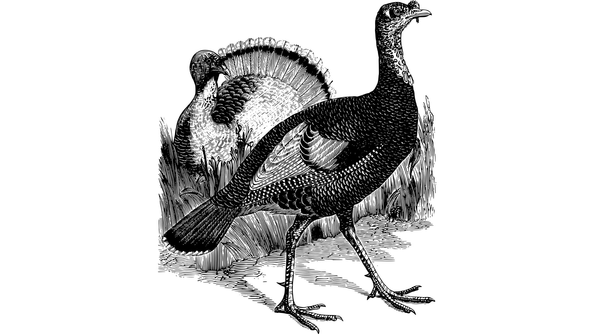 Lede Turkey