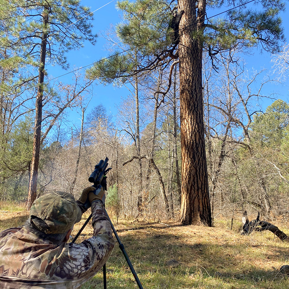Handgun hunter resting revolver on tripod aiming at black bear in tree.