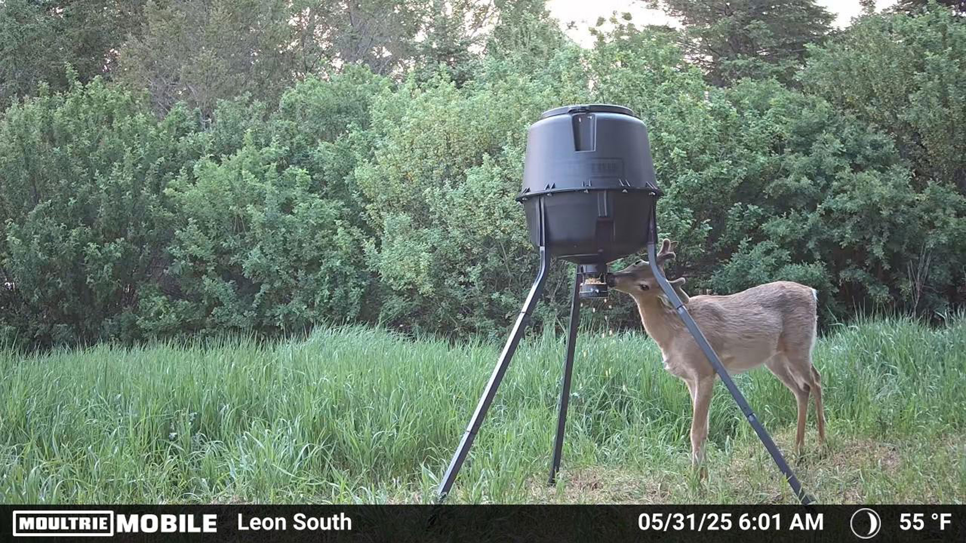 LEDE Moultrie Plastic Feeder