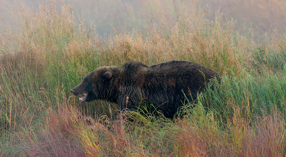 Brown Bear in Grass