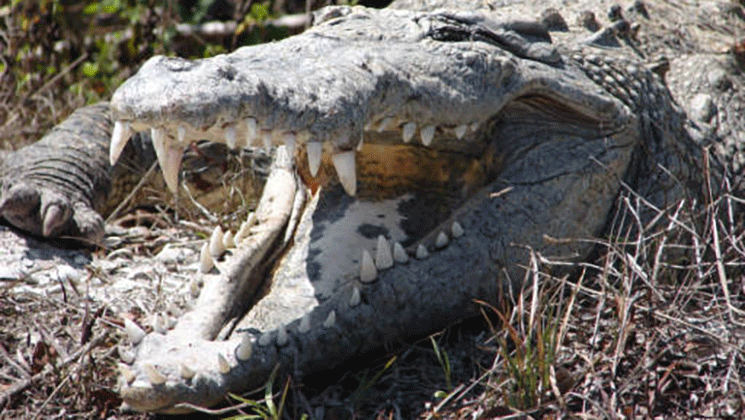 lead-photo-australia-crocs-june6.gif