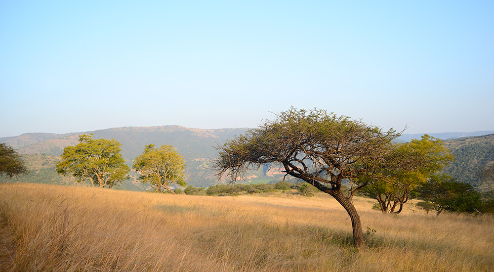 Landscape view of Umkomaas Valley Conservancy in South Africa.