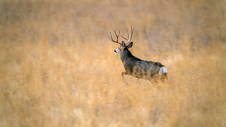 Mule Deer Buck Running Away