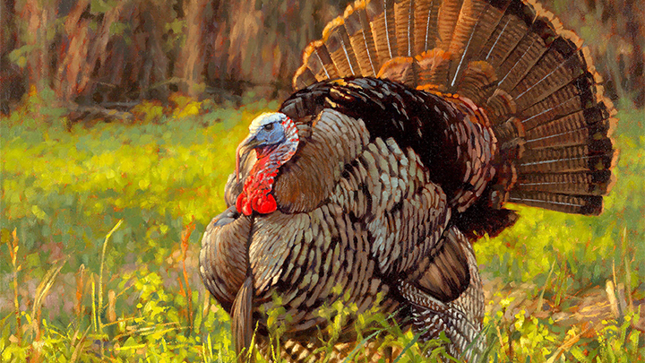painting of gobbler strutting in field