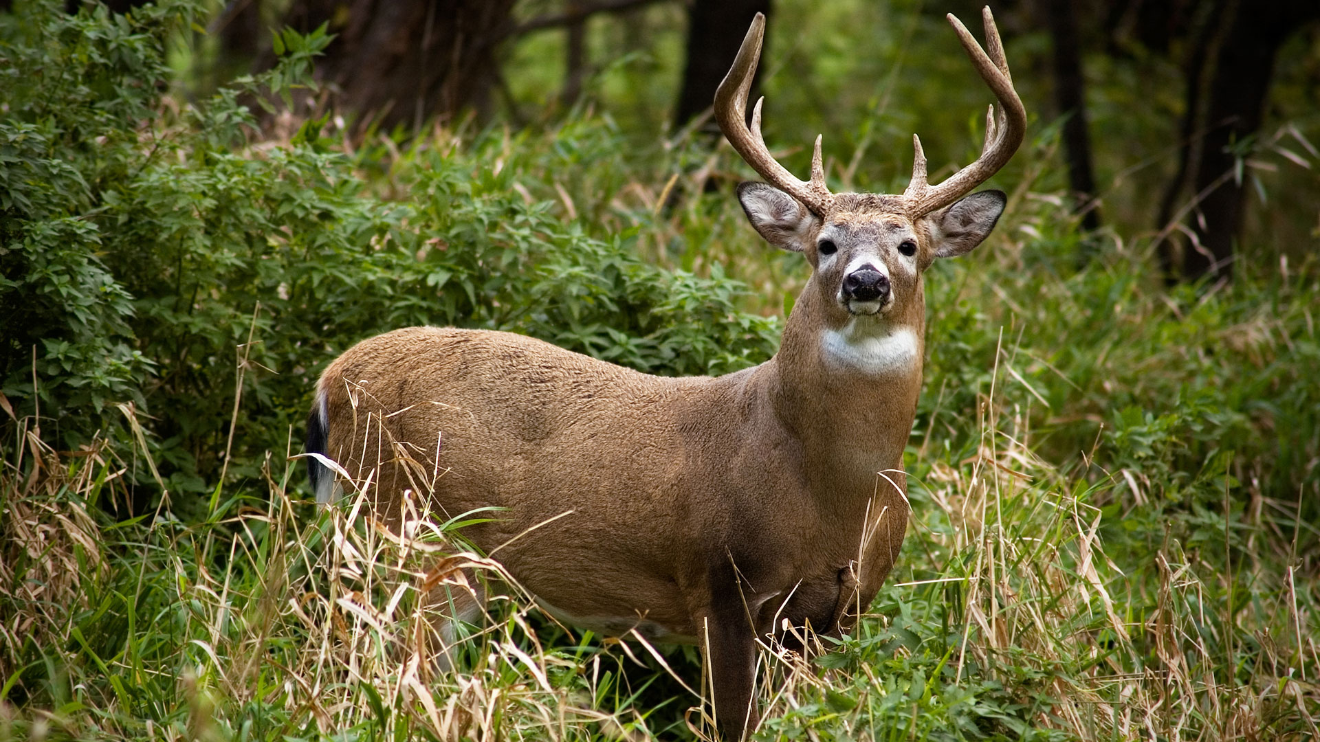 Buck On High Alert