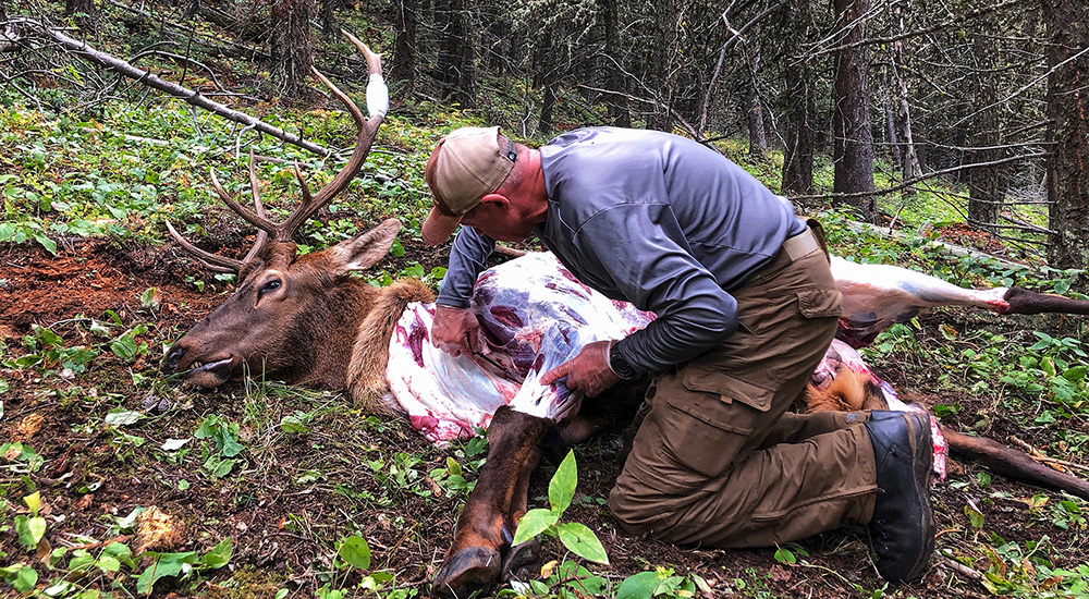 Hunter skinning a large bull elk in timber.