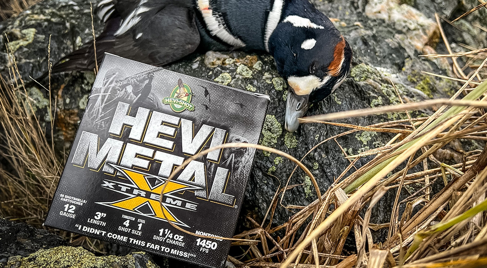 Hevi-Shot Hevi-Metal Xtreme 12-gauge ammunition box laying on straw grass harlequin drake duck.