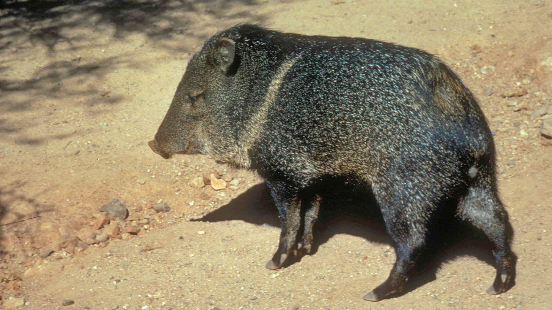 LEDE Boone And Crockett