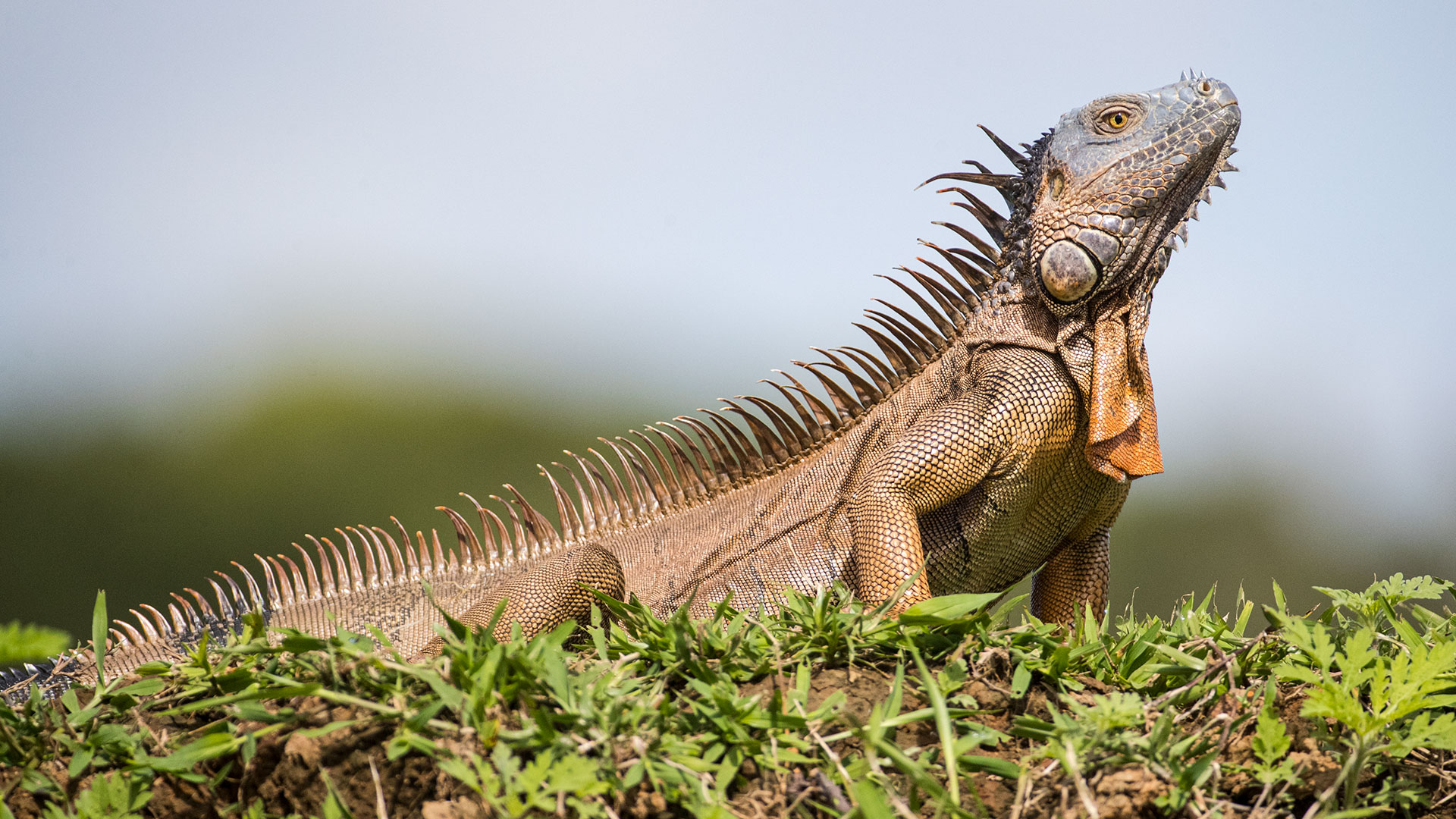 5 Species To Pursue In The Offseason Lead