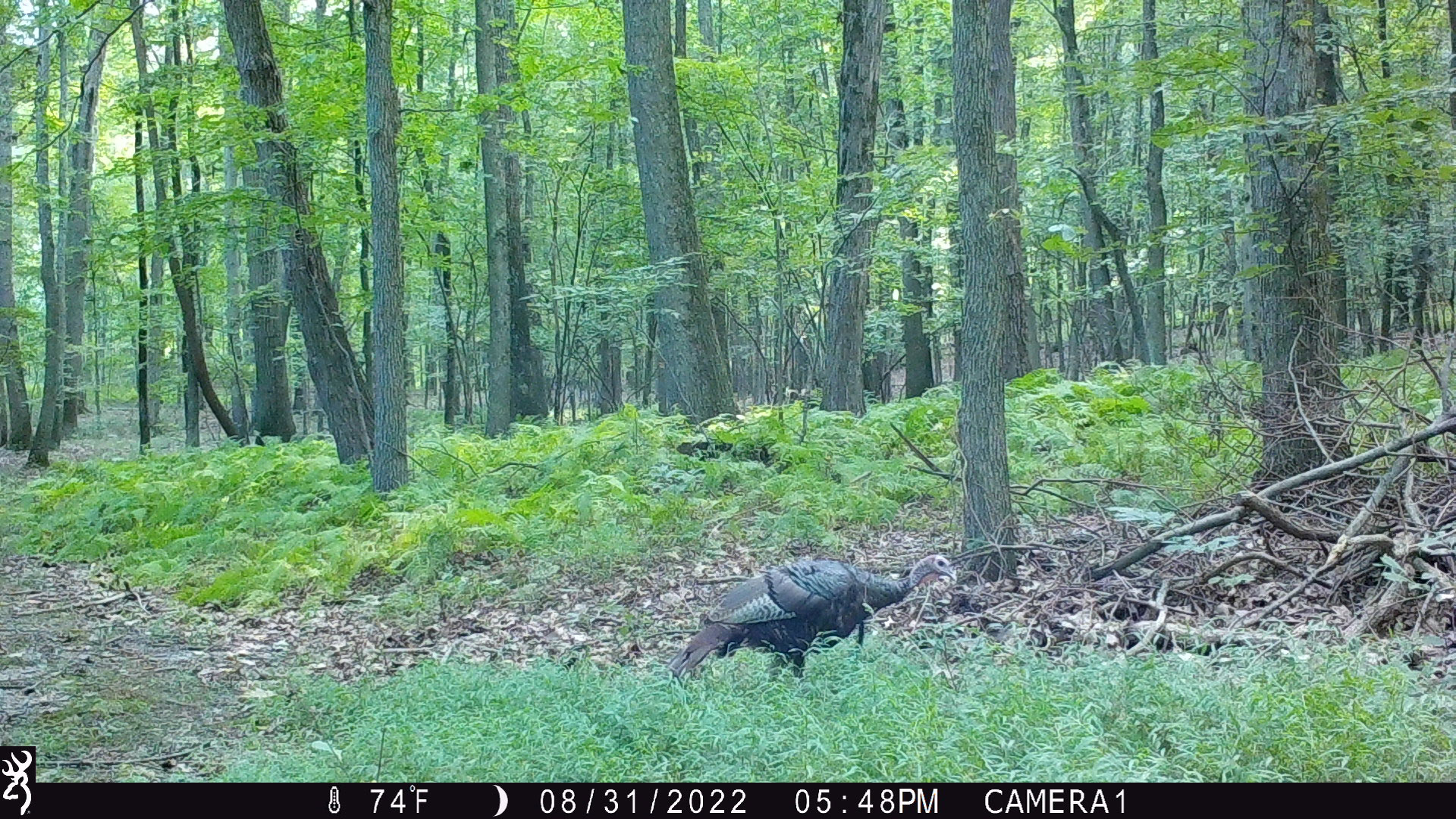 Turkey walking through woods in daytime