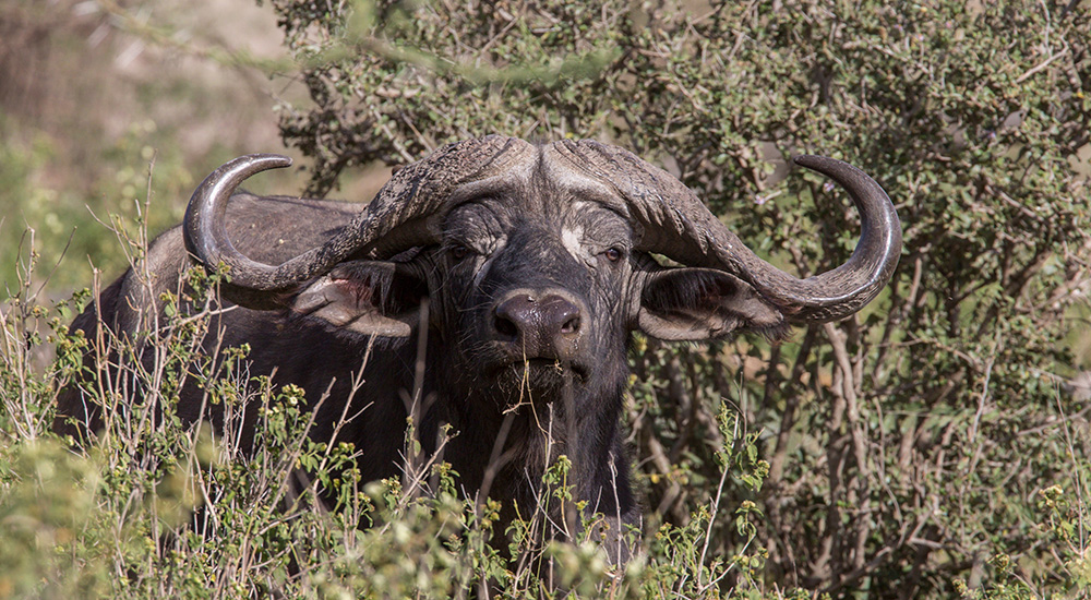 Cape buffalo in thicket.