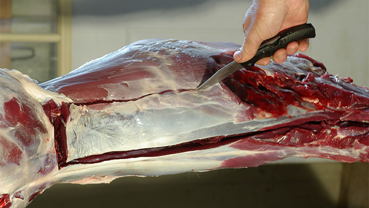 Follow the muscle back to where it appears to end or merge with the hind quarters and make a cut 90 degrees to the backbone to define the end of the cut of meat.