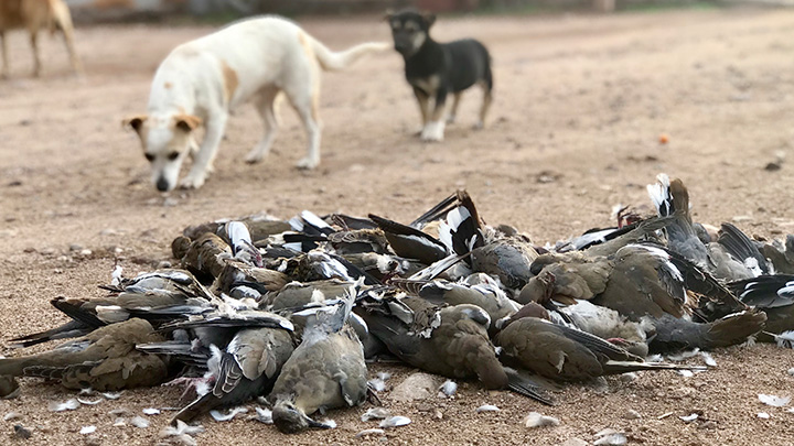 Doves on the ground