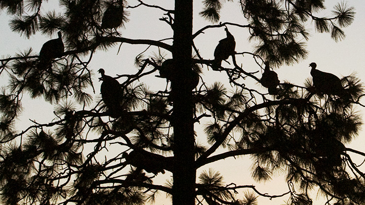 know-how-roosted-toms_lead.jpg