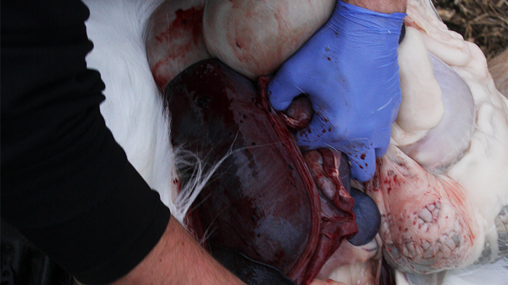 Hunter pulling guts and organs out of deer