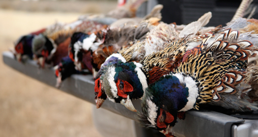 20111025141639-field_f.jpg