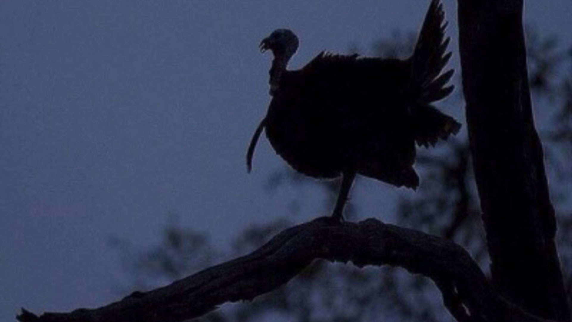 Roosted Turkey Lede