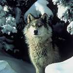 LEDE Wisconsin Wolf Ends Opening Day Hunt