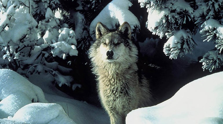 Wisconsin Wolf Ends Opening Day Hunt | An Official Journal Of The NRA