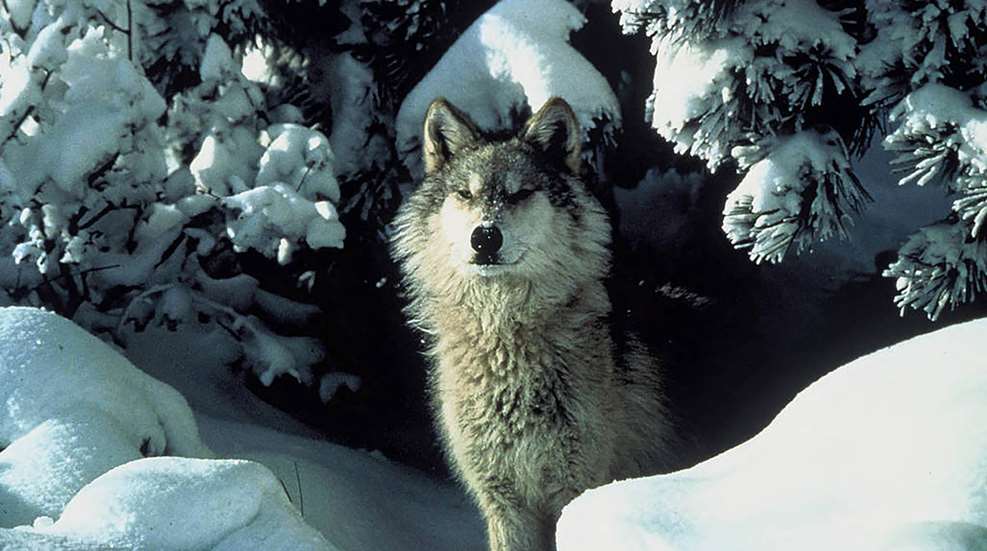 LEDE Wisconsin Wolf Ends Opening Day Hunt