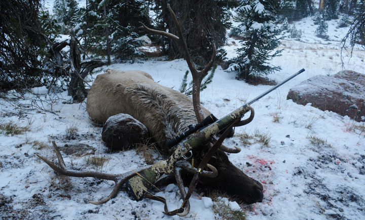 A rifle lays across the antlers of a downed elk in the snow.