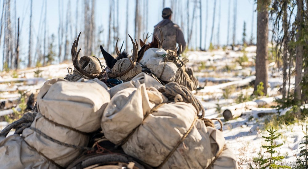 Mules packing out mule deer in Idaho wilderness