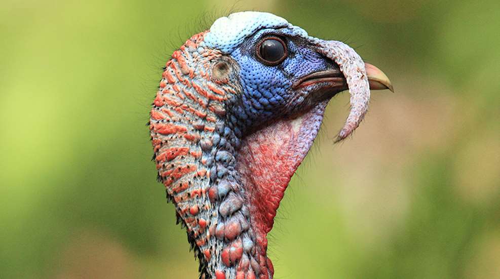 turkeyhunting-sleepinforsuccess_lead.jpg