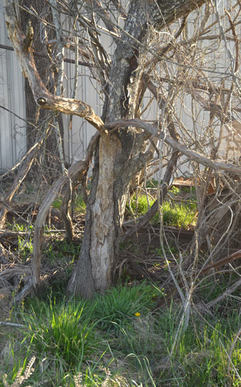 Tree surrounded by brush near shed